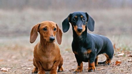 ทุกอย่างเกี่ยวกับ dachshunds