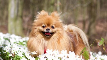 การเลือกชื่อเล่นสำหรับ Spitz