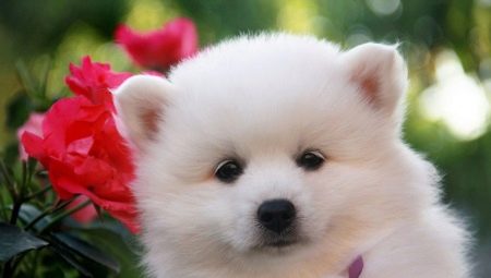 Spitz ญี่ปุ่น: คำอธิบายสายพันธุ์ตัวเลือกสีและกฎการดูแล