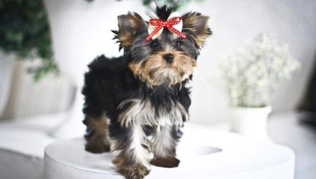 Baby Face ที่ Yorkshire Terriers