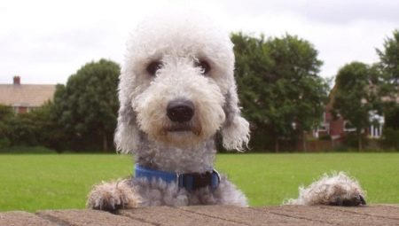 Bedlington Terrier: คำอธิบายและเนื้อหาของสายพันธุ์