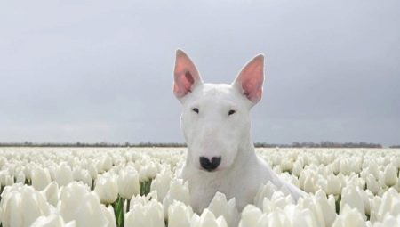 White Bull Terrier: คำอธิบายและคุณสมบัติของเนื้อหา