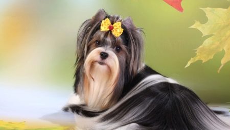 Biver-Yorkshire Terrier: มันมีลักษณะอย่างไรและมีวิธีการอย่างไร?