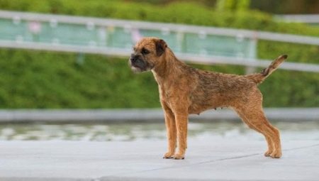 Border Terrier: คำอธิบายของสายพันธุ์การศึกษาและการบำรุงรักษา