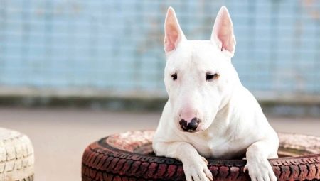 Terrier Bull ที่อันตรายคืออะไร?