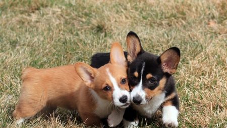 Sự khác biệt giữa cardigan corgi và pembroke corgi là gì?
