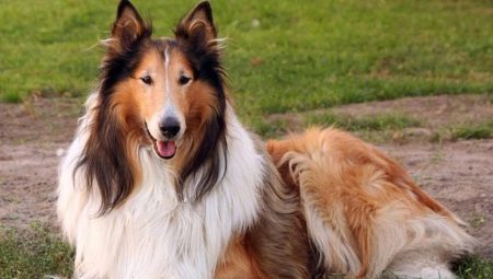 Mahabang buhok collie: mga katangian at nilalaman ng lahi