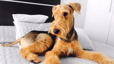 Airedale Terrier: คำอธิบายเนื้อหาและชื่อเล่นยอดนิยม