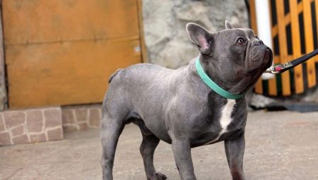 Blue French Bulldog: มันมีลักษณะอย่างไรและจะดูแลอย่างไร?
