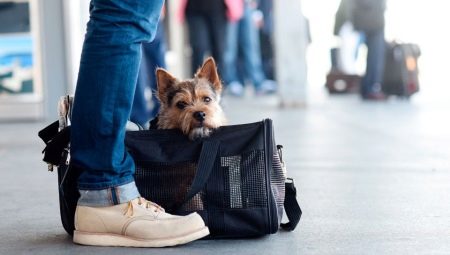 How to transport dogs on the train?