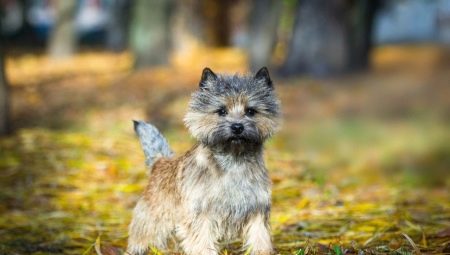 Cairn Terrier: ลักษณะของสายพันธุ์เนื้อหาและการเลือกชื่อเล่น