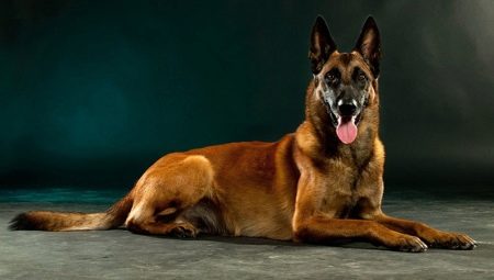Malinois: คำอธิบายของสายพันธุ์ธรรมชาติและการเพาะปลูก