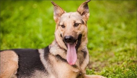 Metis Sheepdogs: คุณสมบัติประเภทและเคล็ดลับในการเลือก