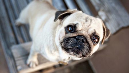 Pugs: คำอธิบายตัวละครสีและตัวเลือก