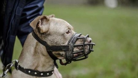 Muzzles สำหรับสุนัข: ประเภทและตัวเลือกตามขนาด