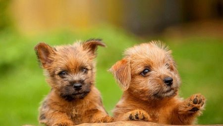 Norfolk Terrier: คุณสมบัติสายพันธุ์และกฎการดูแล