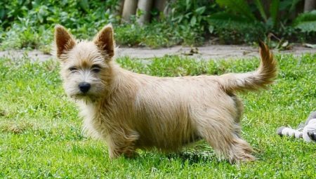 Norwich Terrier: คุณสมบัติของสายพันธุ์และความลับของเนื้อหา