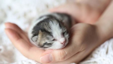 ลูกแมวแรกเกิด: การพัฒนาและกฎการดูแล