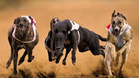 Review of the world's fastest dogs