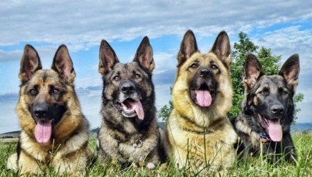 สุนัขชีพด็อก: ประเภทลักษณะตัวเลือกและเคล็ดลับสำหรับการดูแล