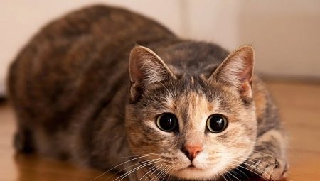 จิตวิทยาของแมว: ข้อมูลที่เป็นประโยชน์เกี่ยวกับพฤติกรรม