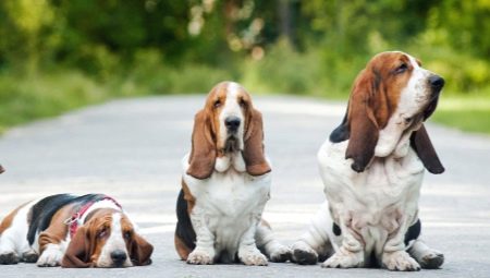 A variety of dog breeds with long ears