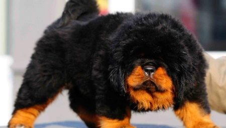 Rare breeds of dogs