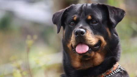 Rottweiler: ลักษณะสายพันธุ์และกฎของเนื้อหา
