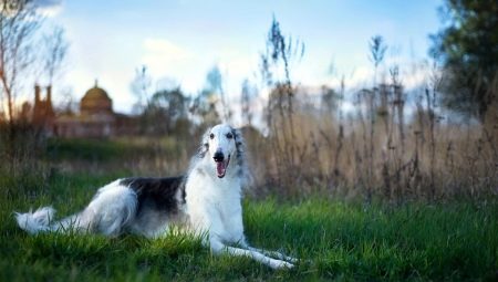 รัสเซีย Borzoi: ลักษณะอารมณ์พื้นฐานการดูแล