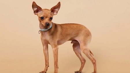Redhead Toy Terriers: Description, Pros and Cons, Content Rules