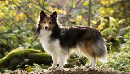 Sheltie: คำอธิบายของสุนัข, รูปแบบสีและคุณสมบัติของเนื้อหา