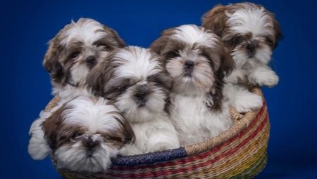 Shih Tzu: คำอธิบายของสายพันธุ์ตัวละครการให้อาหารและการดูแล