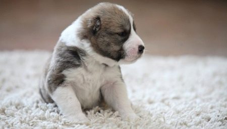 การรักษาและเลี้ยงลูกสุนัขไว้ที่ 2 เดือน
