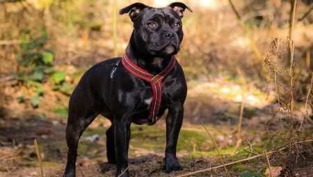 Staffordshire Bull Terrier: คำอธิบายสายพันธุ์รายละเอียดการดูแล