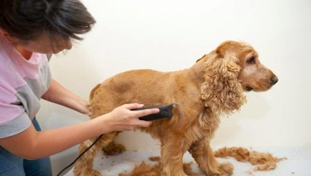 ตัดผม Cocker Spaniel: ประเภทและขั้นตอน
