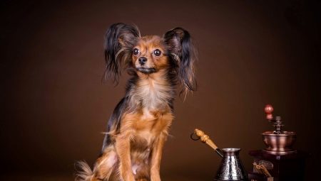Toy Terrier: คำอธิบายของสายพันธุ์การศึกษาและการฝึกอบรมเนื้อหา