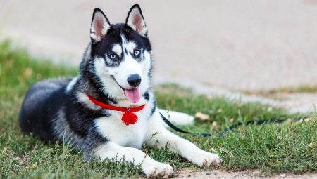 เนื้อหาแหบแห้งและการดูแลที่เหมาะสม