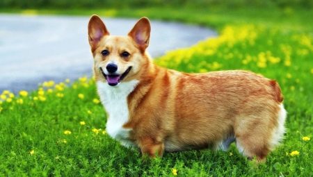 น้ำหนักและขนาด Corgi