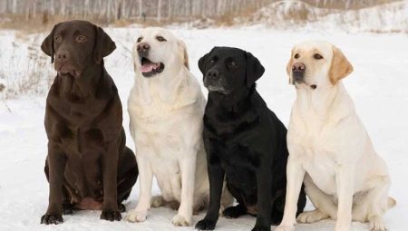 ทุกอย่างเกี่ยวกับ Labrador Retrievers