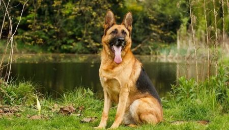 ทุกอย่างเกี่ยวกับ German Shepherds