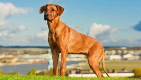 ทุกอย่างเกี่ยวกับ Rhodesian Ridgebacks