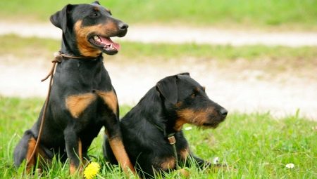 Jagdterrier: สปีชีส์, กฎของเนื้อหาและการเลือกชื่อเล่น