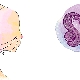 Characteristics of women Aquarius-Rats