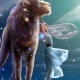 Characteristics of a woman Leo, born in the year of the Dog