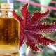 Use of castor oil in cosmetology