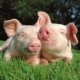 Male Capricorn born in the Year of the Pig: personality characteristics and compatibility in love