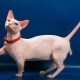 Bambino: คำอธิบายของแมวและแมวดูแลและให้อาหาร