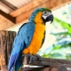 Big parrots: คำอธิบายประเภทและคุณสมบัติของเนื้อหา