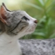Brazilian Shorthair Cat: คำอธิบายพันธุ์และคุณสมบัติเนื้อหา