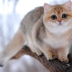 British chinchilla: ตัวเลือกสีสำหรับแมวธรรมชาติและเนื้อหา